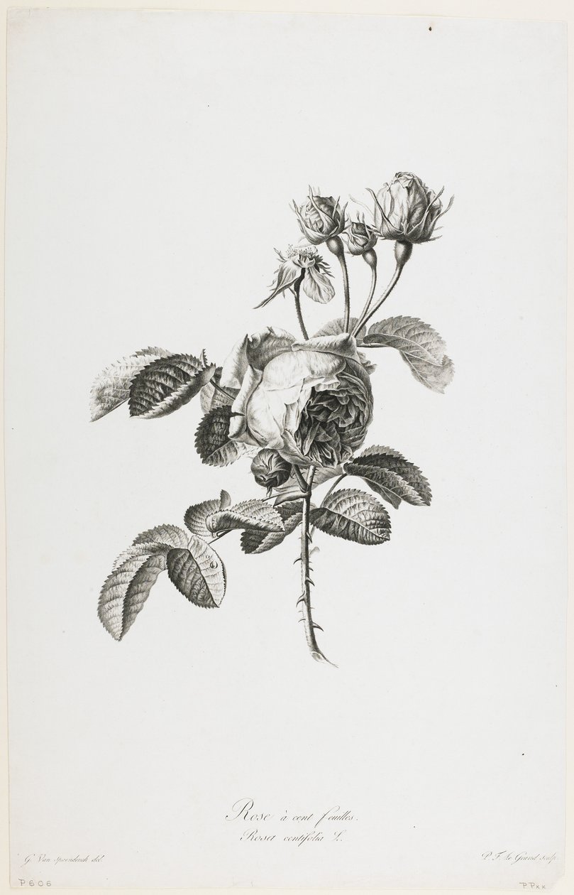 ارتفع مائة فويلي ، من Fleurs Dessinees d&39;apres Nature ، c.1800 (نقش منقوش) بواسطة جيرارد فان سبيندونك