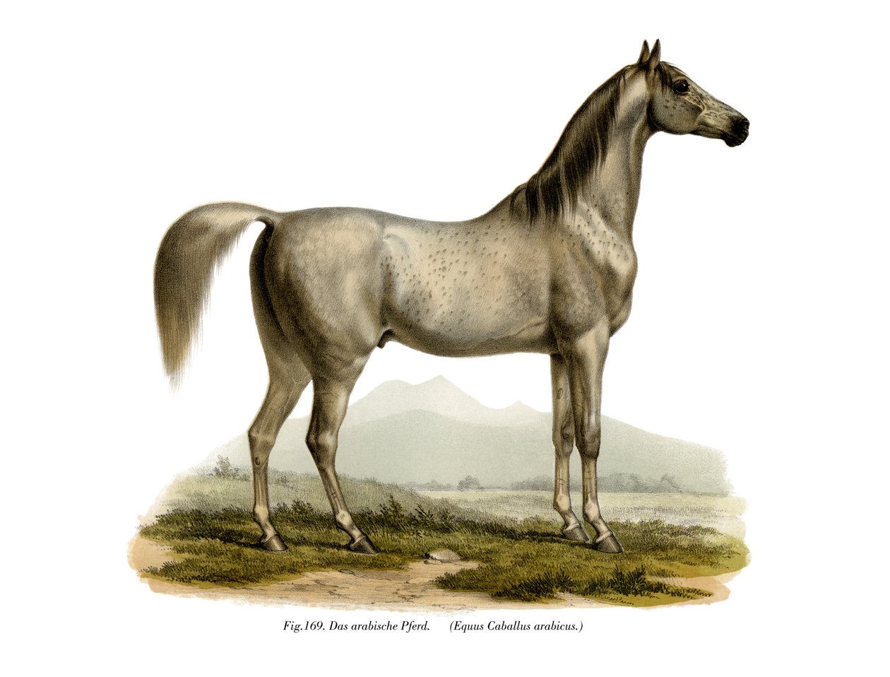 الحصان العربي ، 1860 بواسطة المدرسة الألمانية