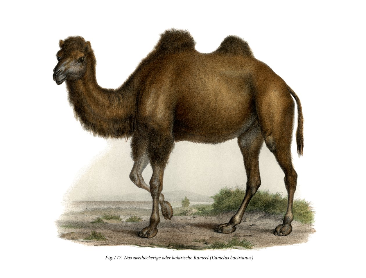 الجمل البكتري ، 1860 بواسطة المدرسة الألمانية