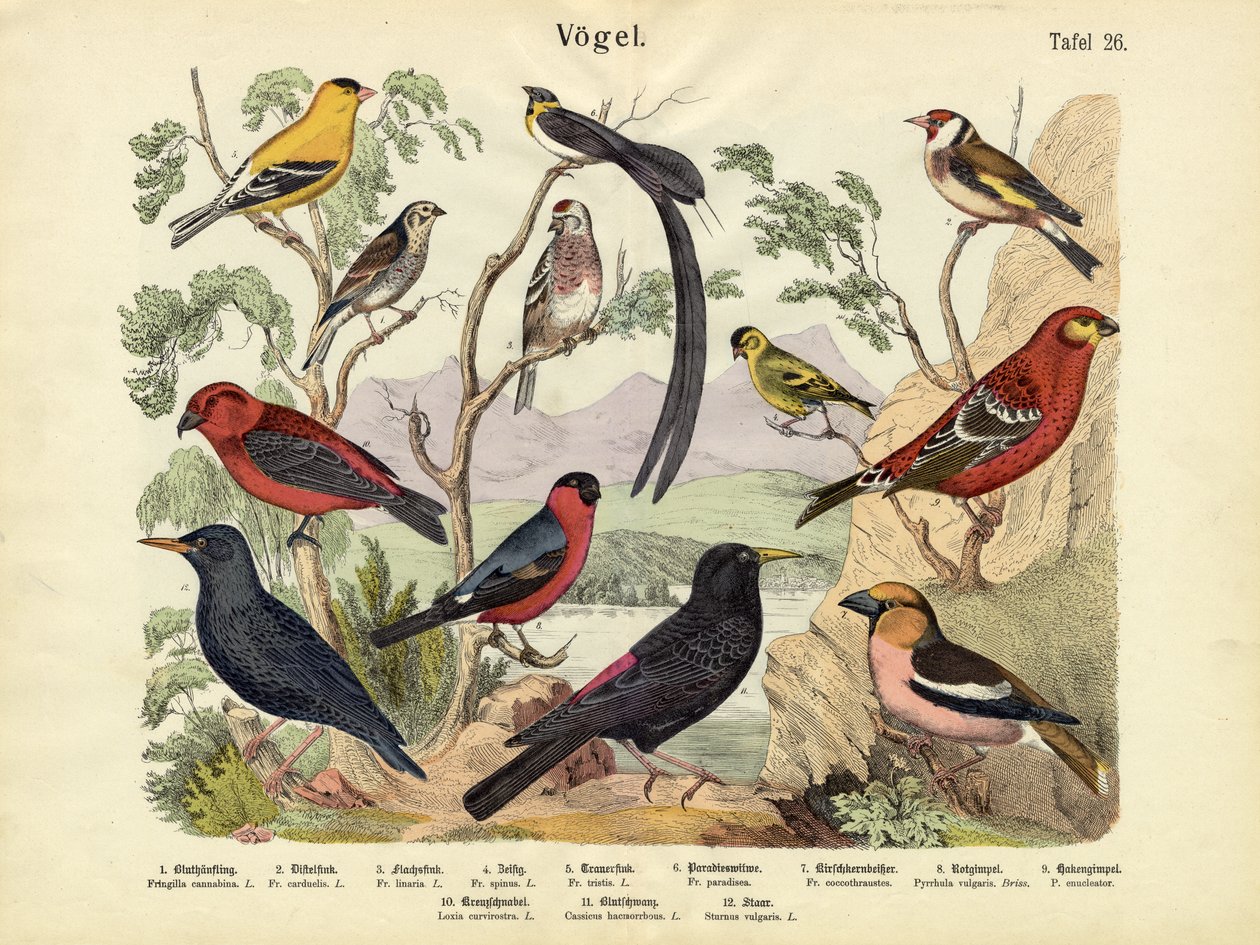 الطيور ، ج .1860 بواسطة المدرسة الألمانية