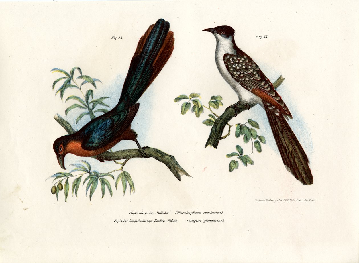 مالكوها الصدري ، 1864 بواسطة المدرسة الألمانية