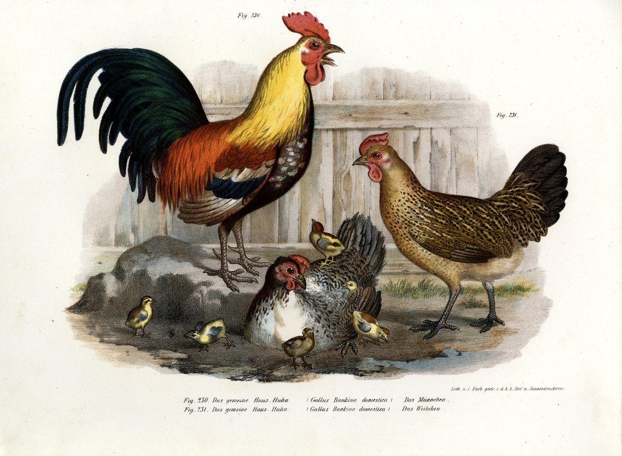 الطيور المحلية ، 1864 بواسطة المدرسة الألمانية