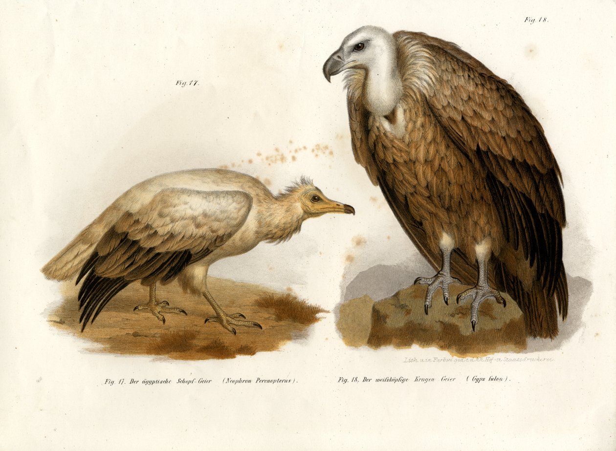 نسر مصري ، 1864 بواسطة المدرسة الألمانية