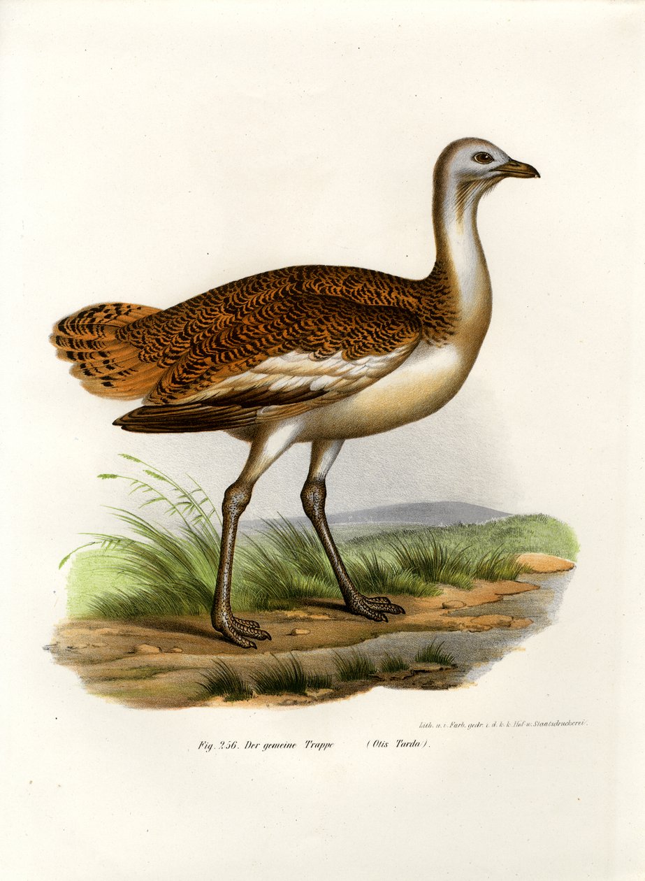 الصبي العظيم ، 1864 بواسطة المدرسة الألمانية