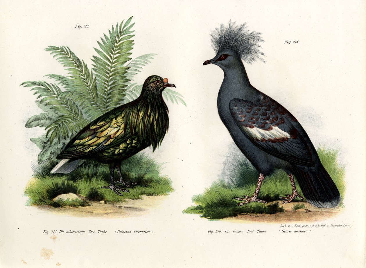 نيكوبار بيجون ، 1864 بواسطة المدرسة الألمانية