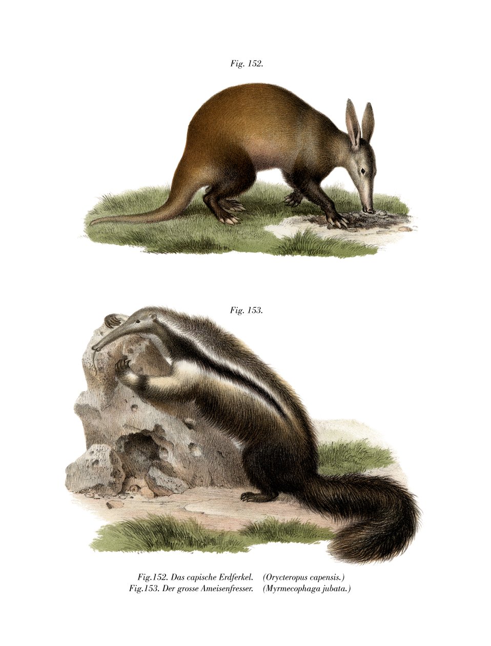 Aardvark ، 1860 بواسطة المدرسة الألمانية