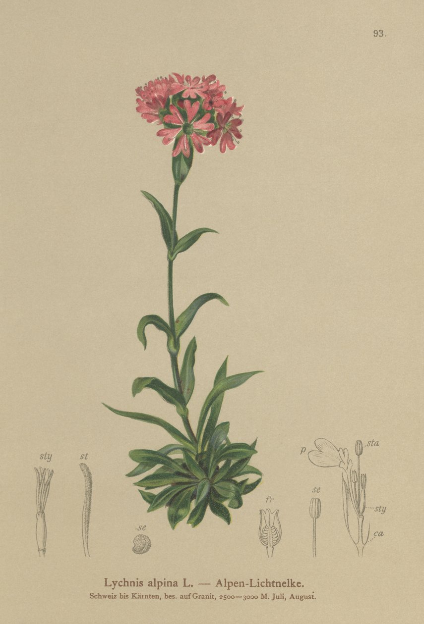 Alpine Catchfly (Lychnis alpina ، Silene suecica) بواسطة المدرسة الألمانية