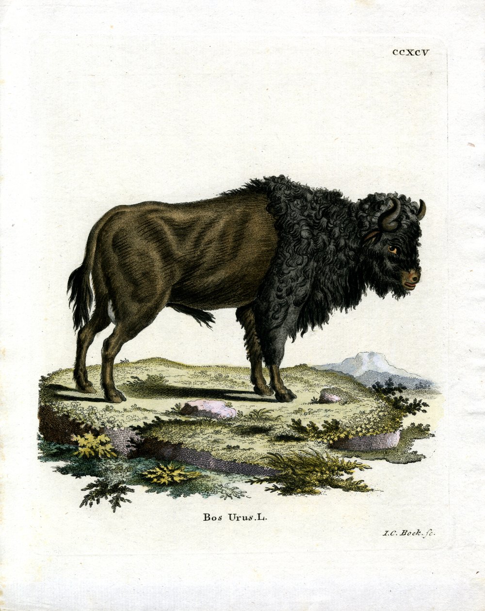 Aurochs (نقش ملون) بواسطة المدرسة الألمانية