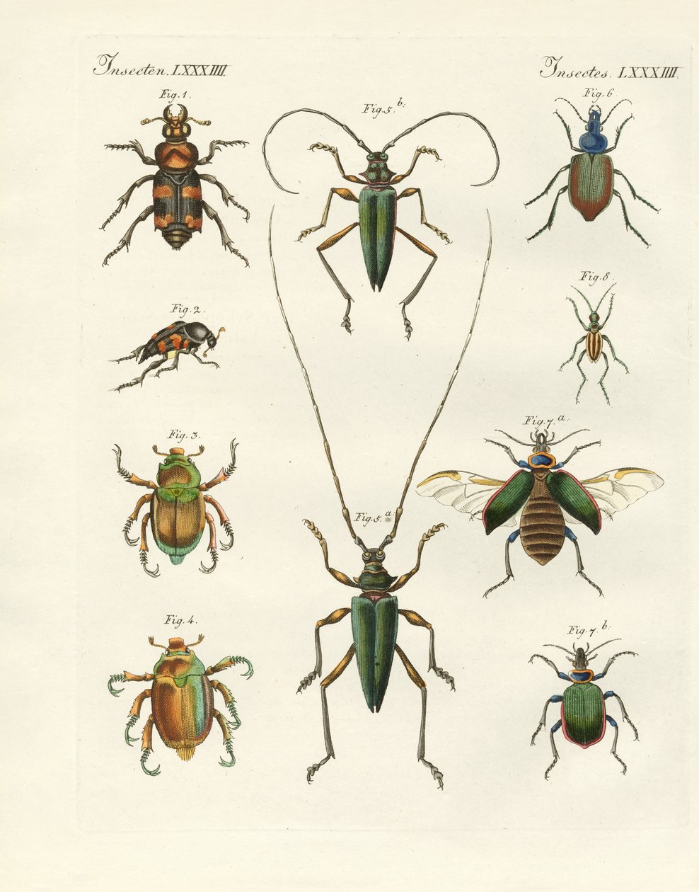 Beatiful beetles (coloured engraving) بواسطة المدرسة الألمانية