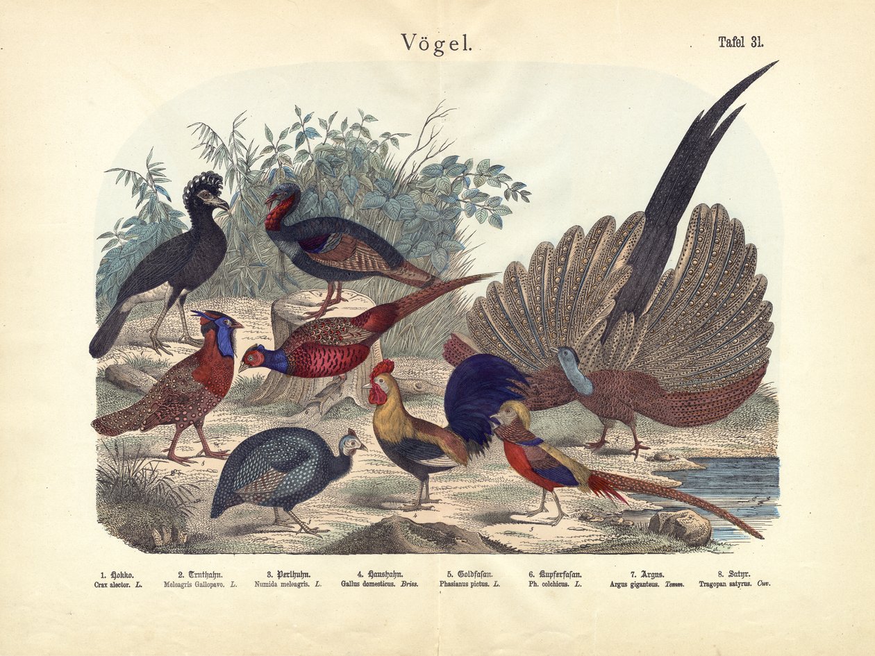 الطيور ، ج .1860 بواسطة المدرسة الألمانية