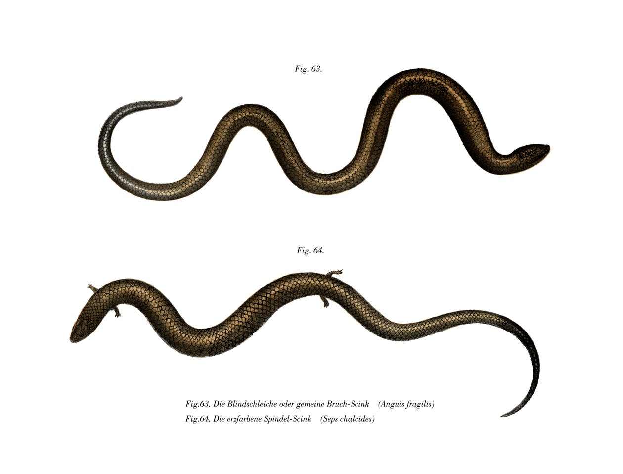 Blindworm (لون litho) بواسطة المدرسة الألمانية