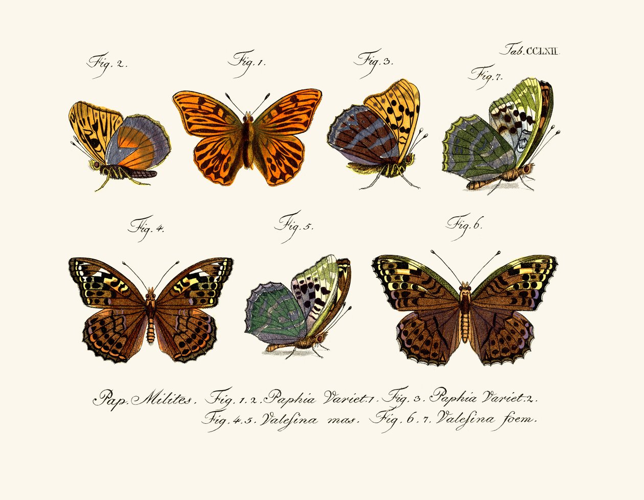 Butterflies بواسطة المدرسة الألمانية