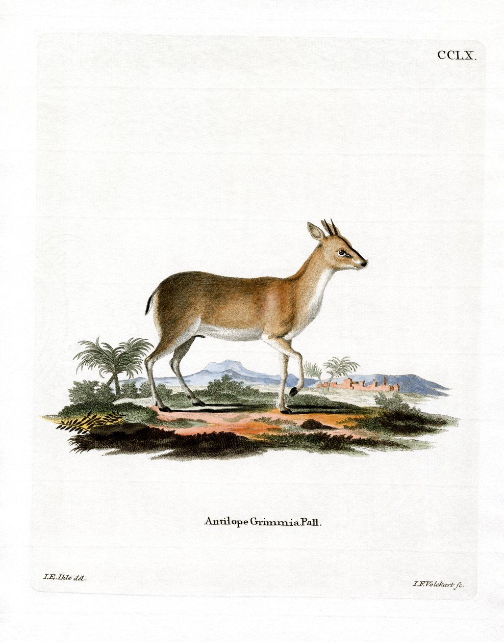 Duiker مشترك (نقش ملون) بواسطة المدرسة الألمانية