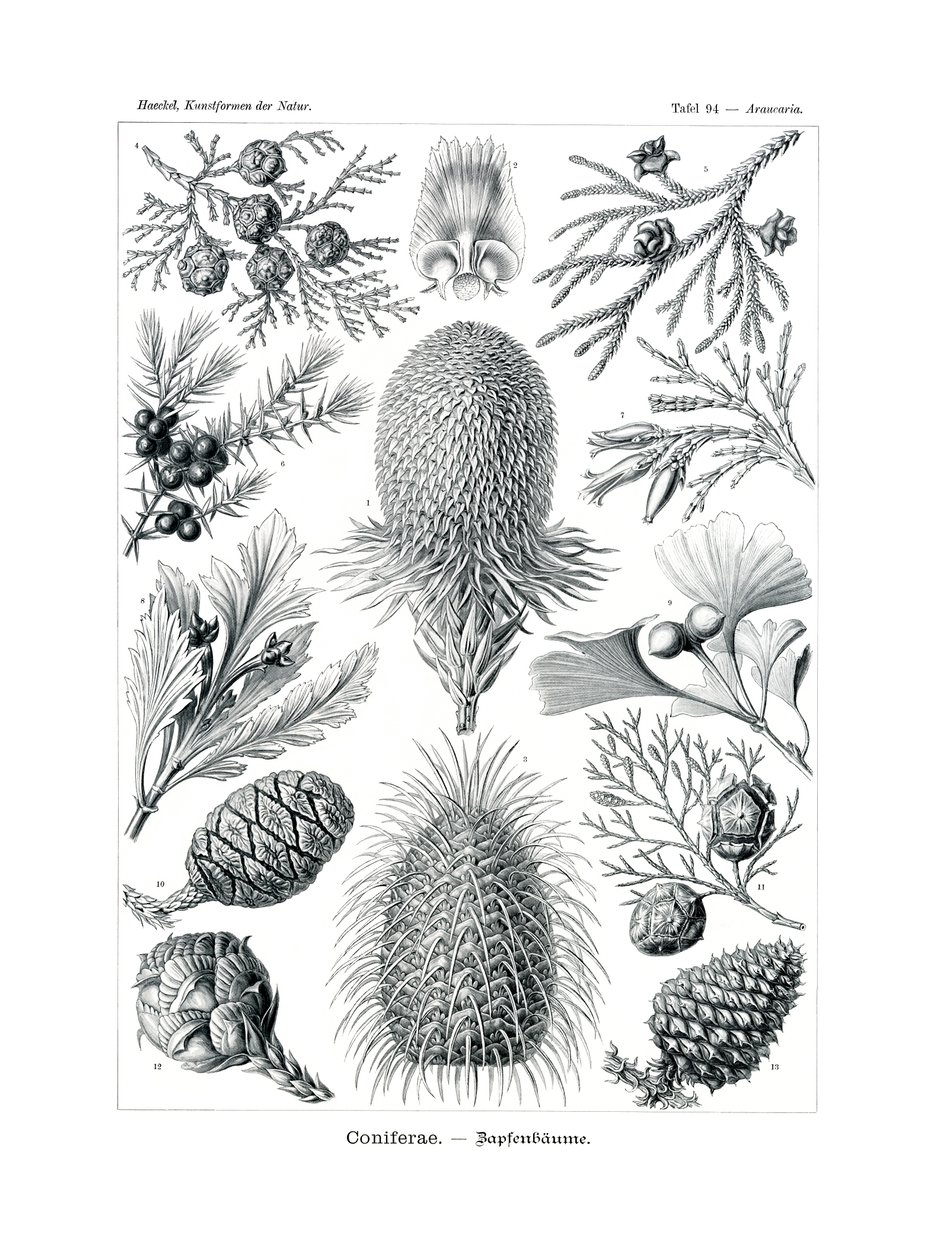 Coniferae1899-1904 بواسطة المدرسة الألمانية