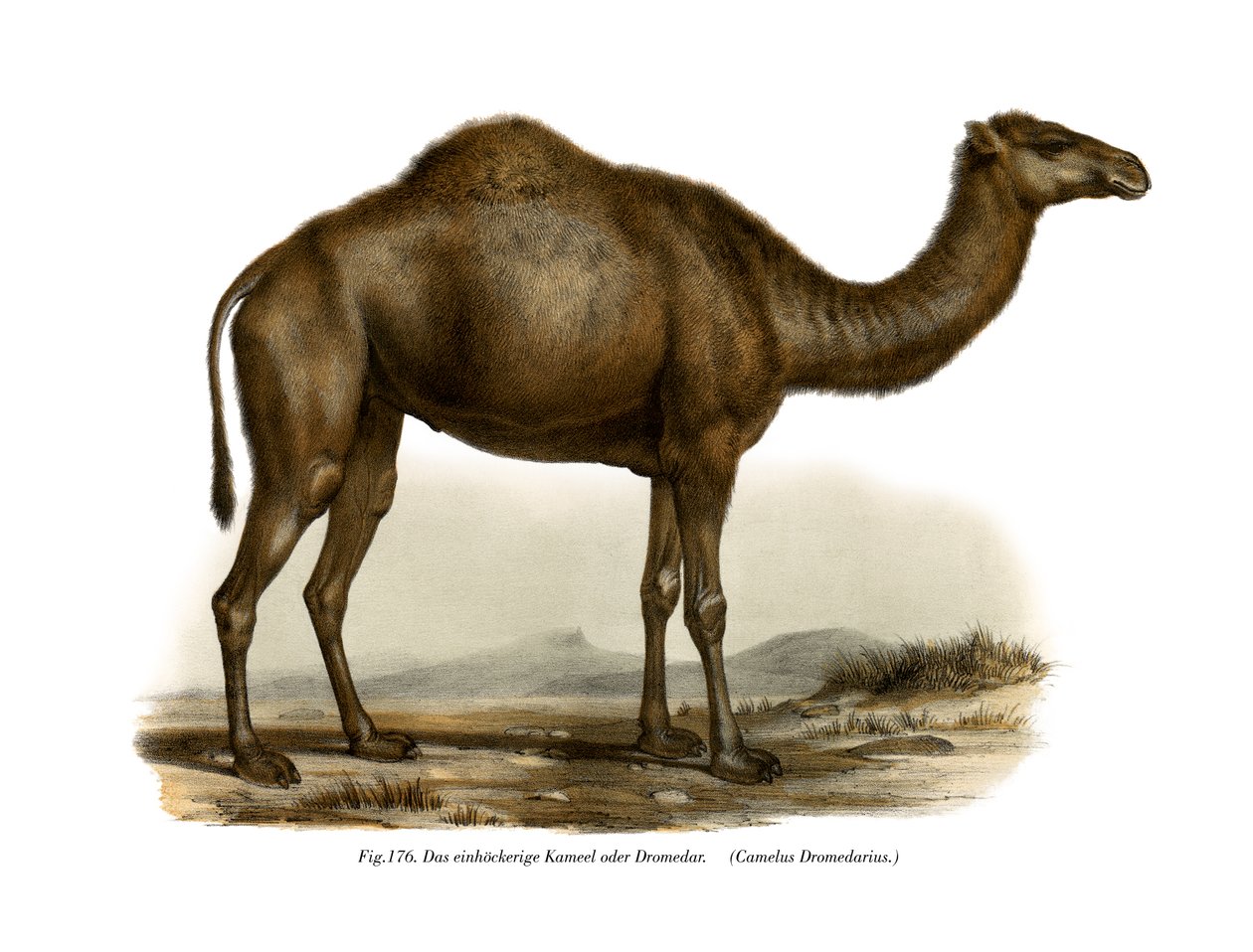 Dromedary ، 1860 بواسطة المدرسة الألمانية