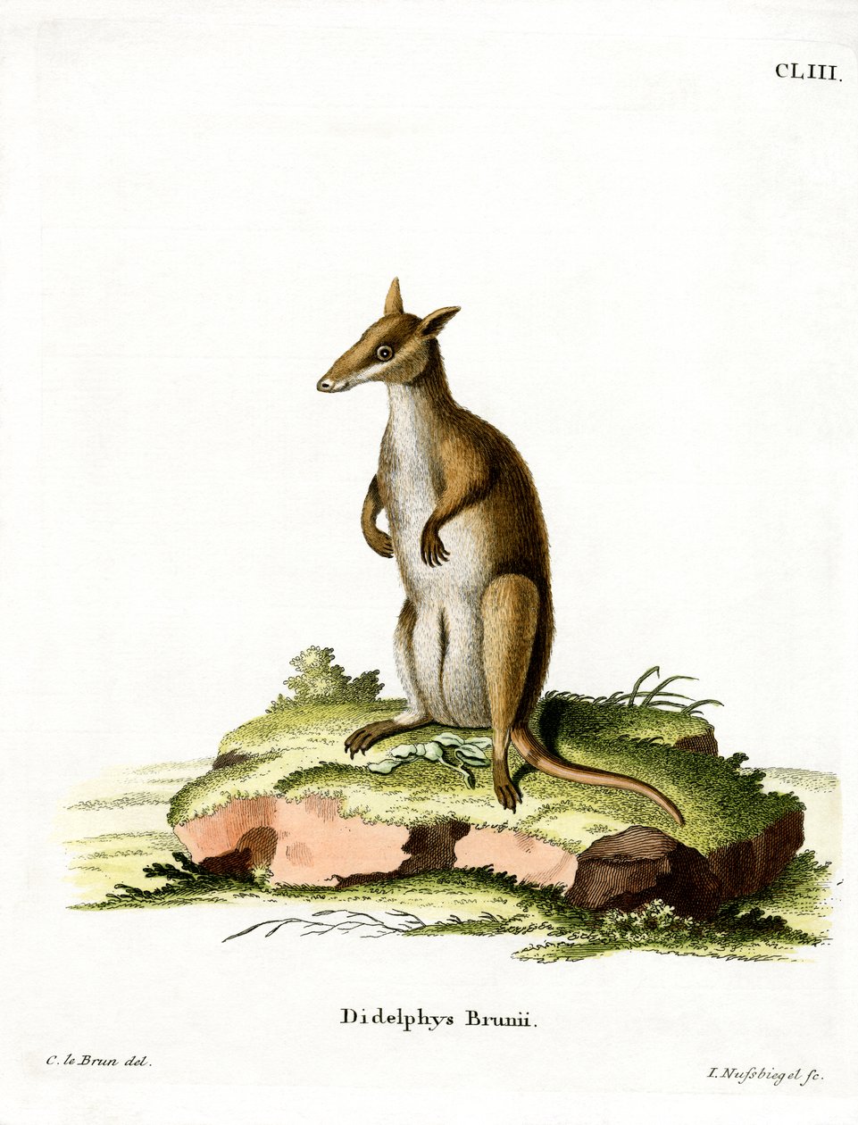 Dusky Wallaby (نقش ملون) بواسطة المدرسة الألمانية