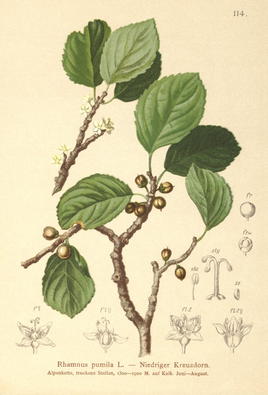 النبق القزم (Rhamnus pumila) بواسطة المدرسة الألمانية