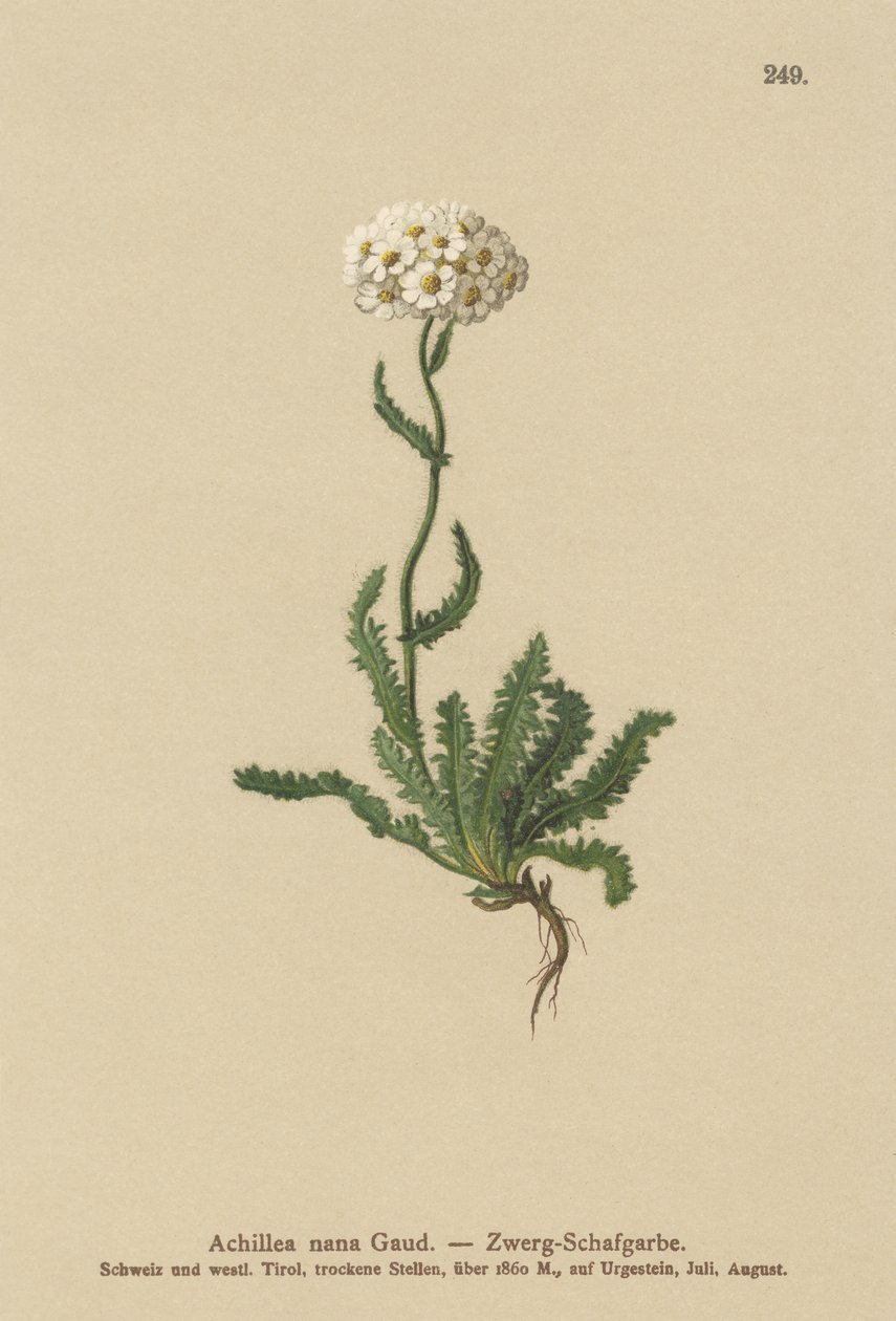 قزم Milfoil بواسطة المدرسة الألمانية