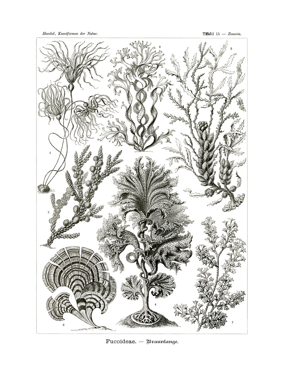 Fucoideae ، 1899-1904 بواسطة المدرسة الألمانية