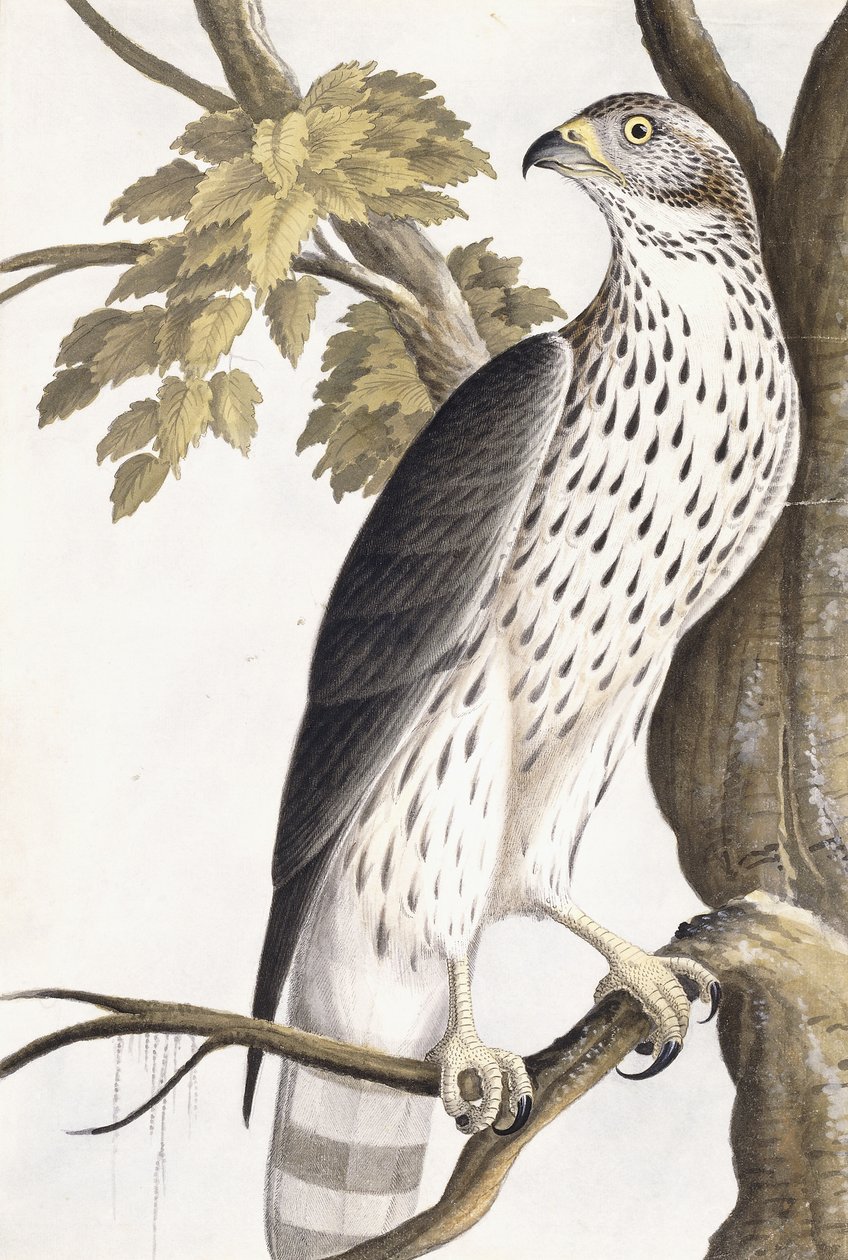 هوك ، 1750-1800 بواسطة المدرسة الألمانية