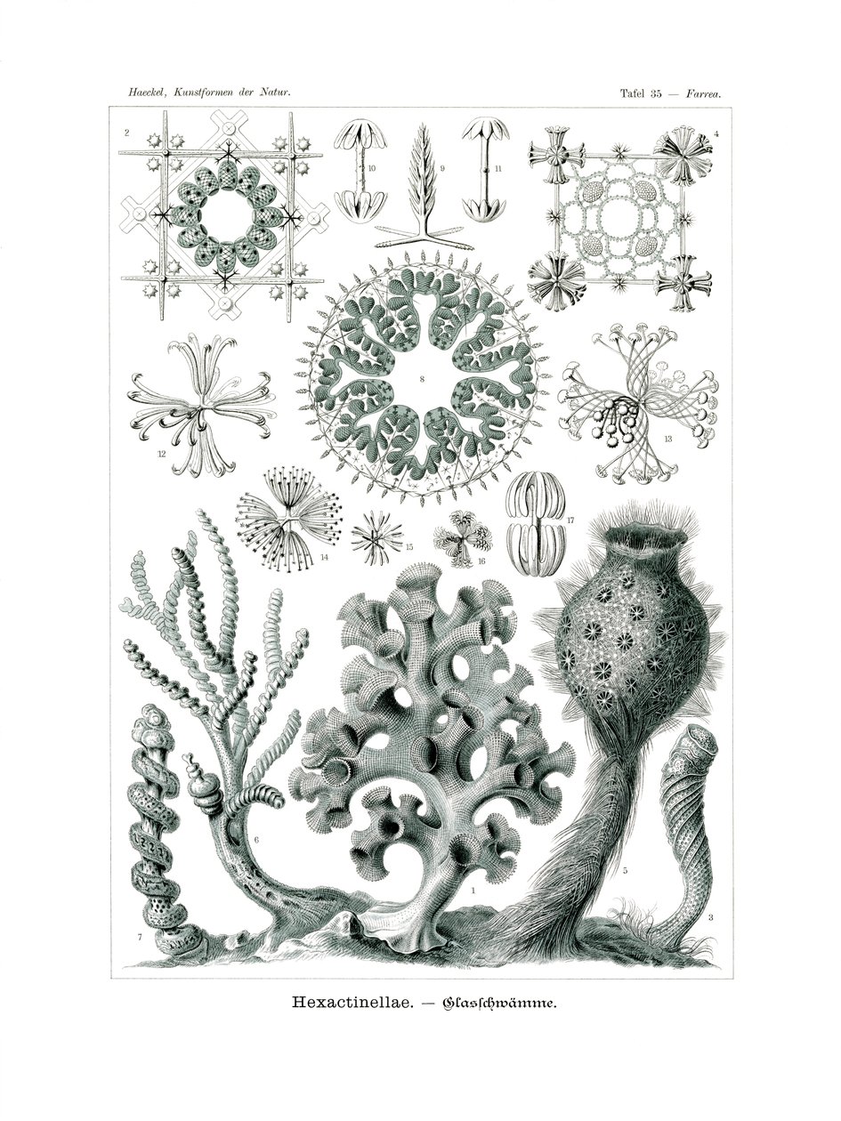 Hexactinellae ، 1899-1904 بواسطة المدرسة الألمانية