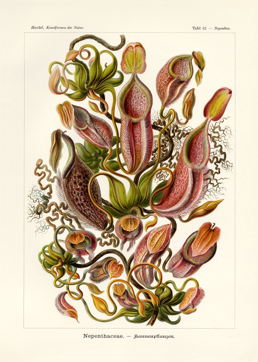 Nepenthaceae1899-1904 بواسطة المدرسة الألمانية