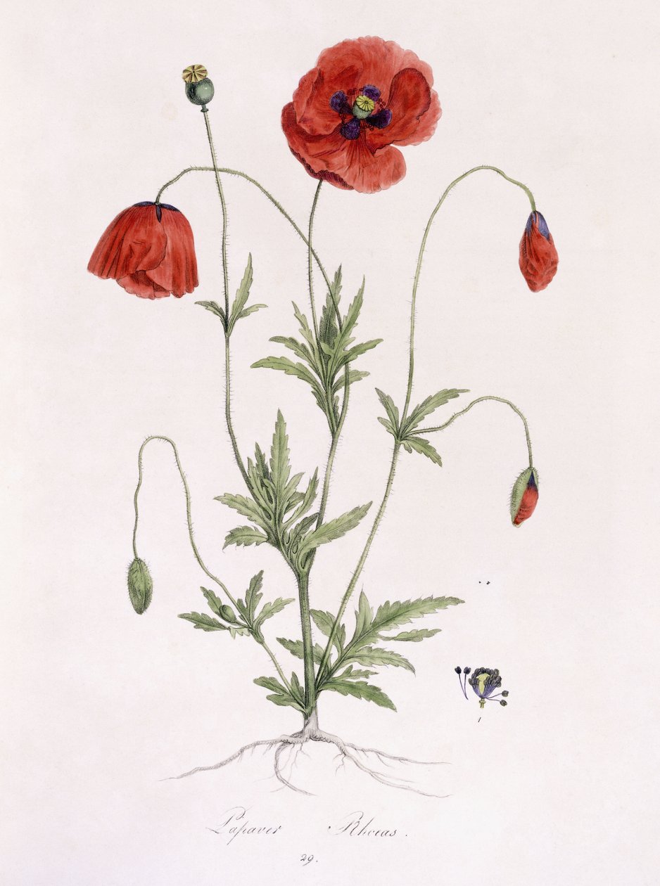 Papaver Rhoeas بواسطة المدرسة الألمانية