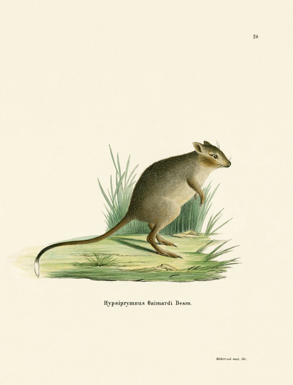 Potoroo (نقش ملون) بواسطة المدرسة الألمانية