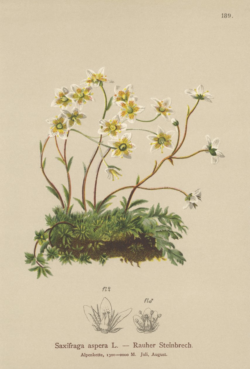 الخام Saxifrage (Saxifraga aspera) بواسطة المدرسة الألمانية