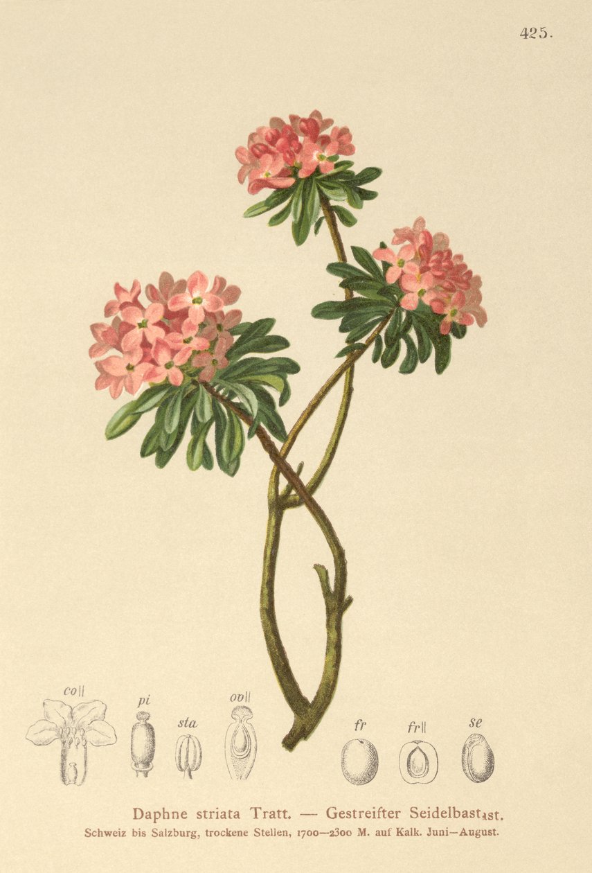 مخطط دافني (Daphne striata) بواسطة المدرسة الألمانية