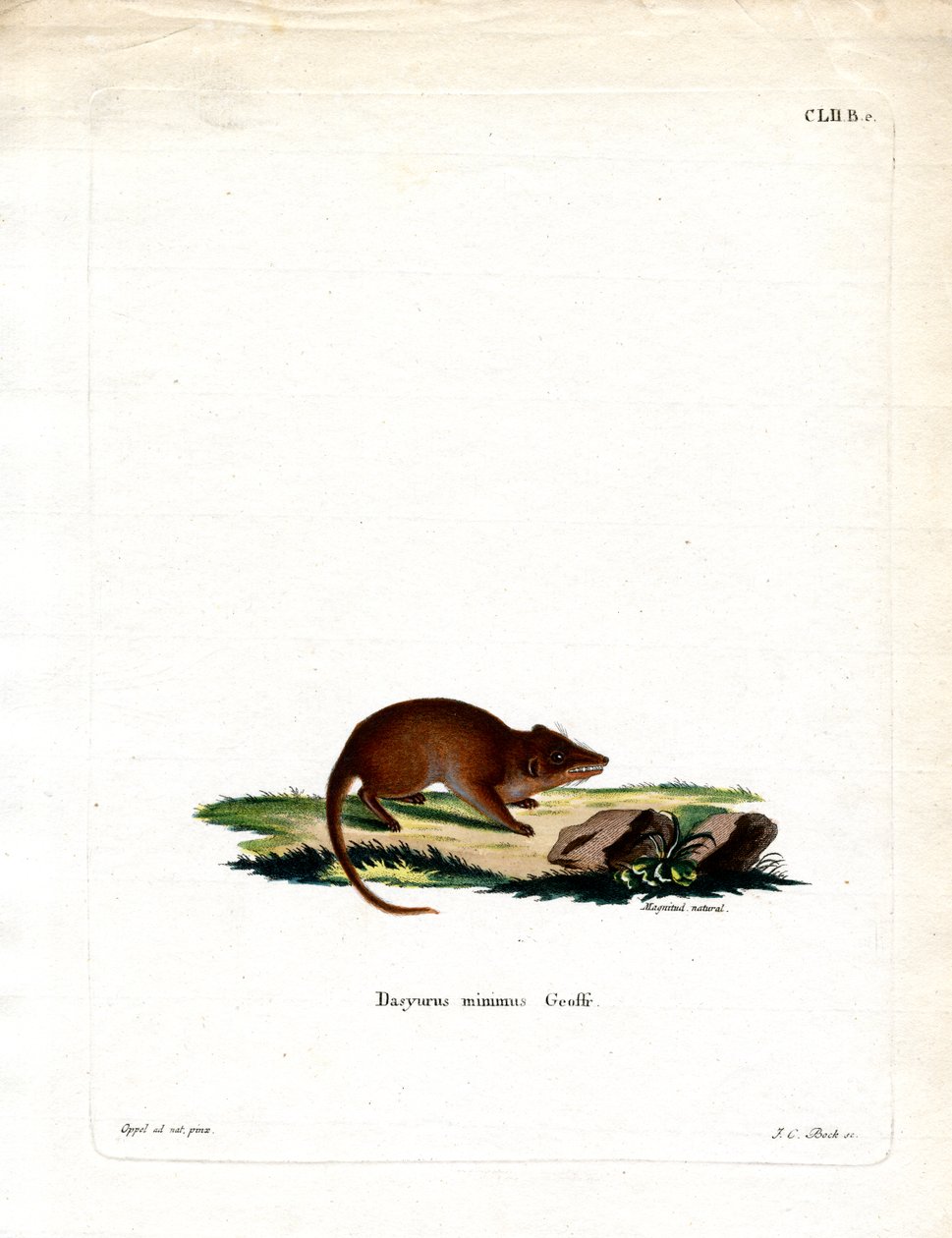 مستنقع Antechinus (نقش ملون) بواسطة المدرسة الألمانية