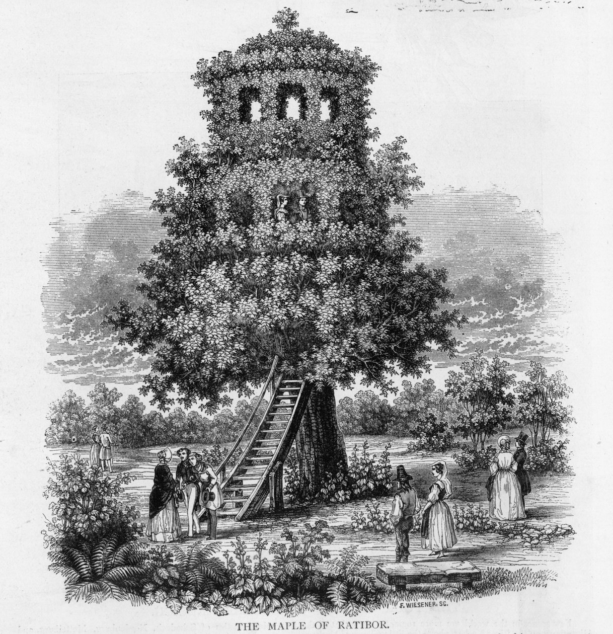 The Maple of Ratibor، Silesia، 1893 بواسطة المدرسة الألمانية