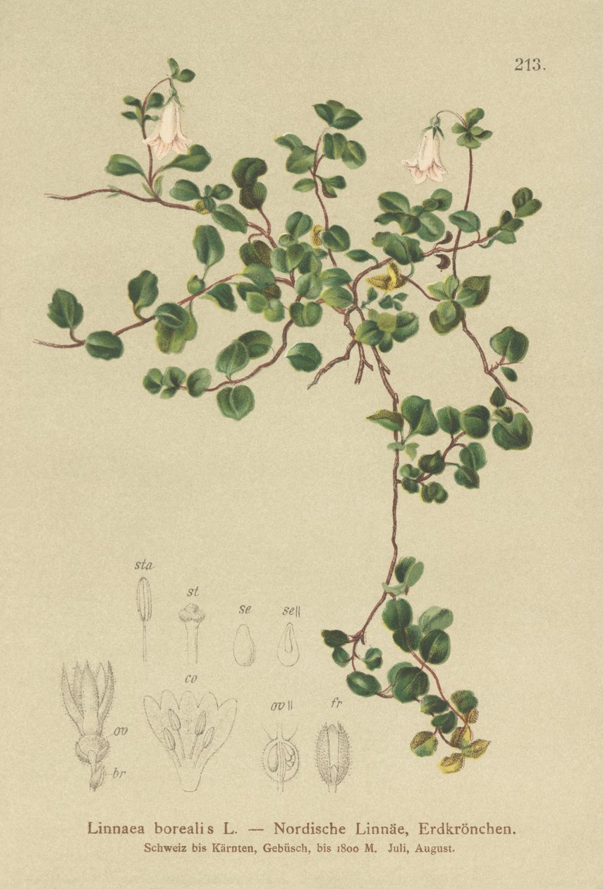 التوأم (Linnaea borealis) بواسطة المدرسة الألمانية