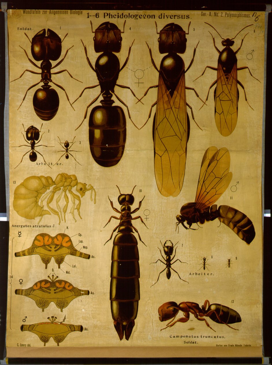 لوحة حائطية تصور Formicidae بواسطة المدرسة الألمانية