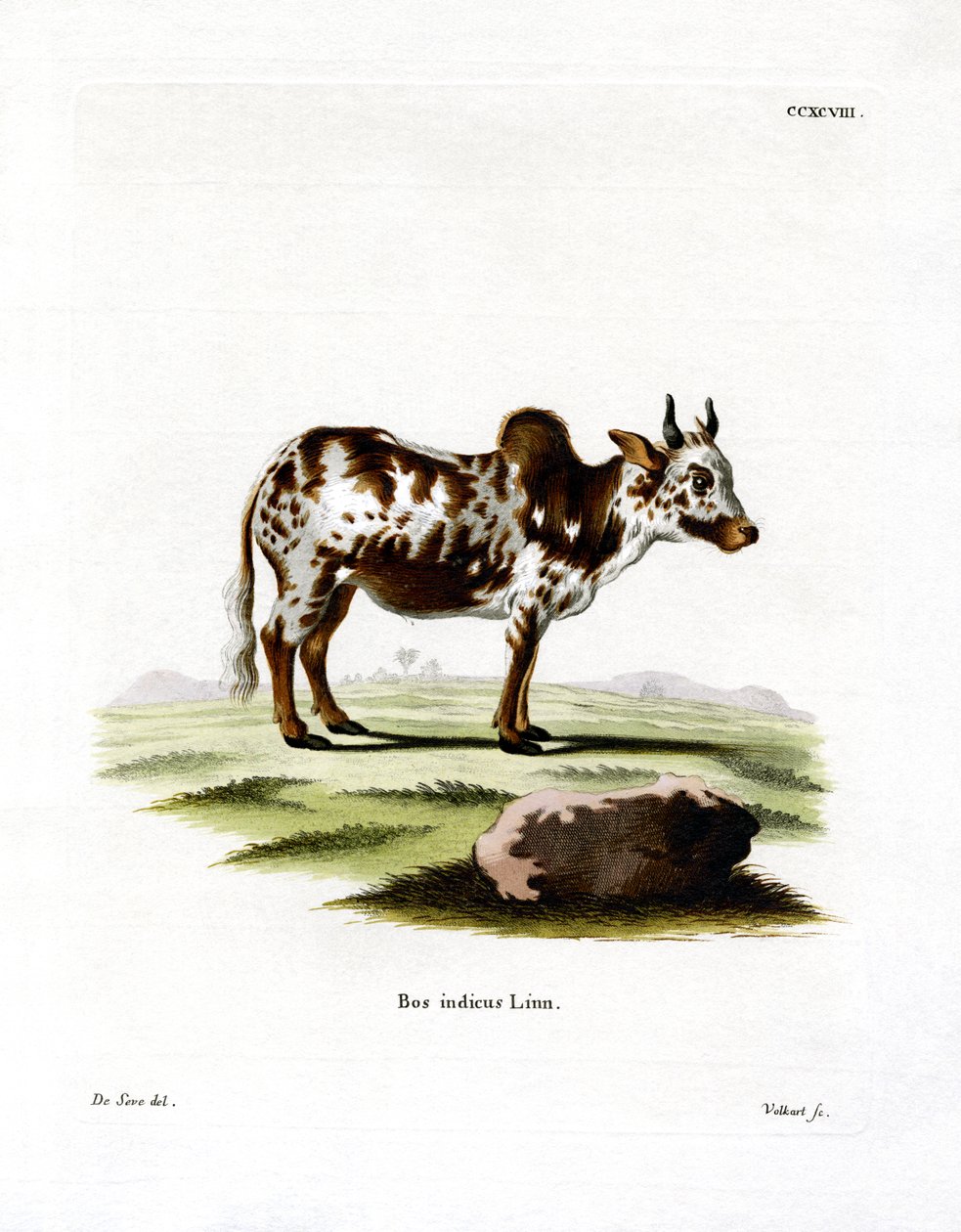 Zebu (coloured engraving) بواسطة المدرسة الألمانية