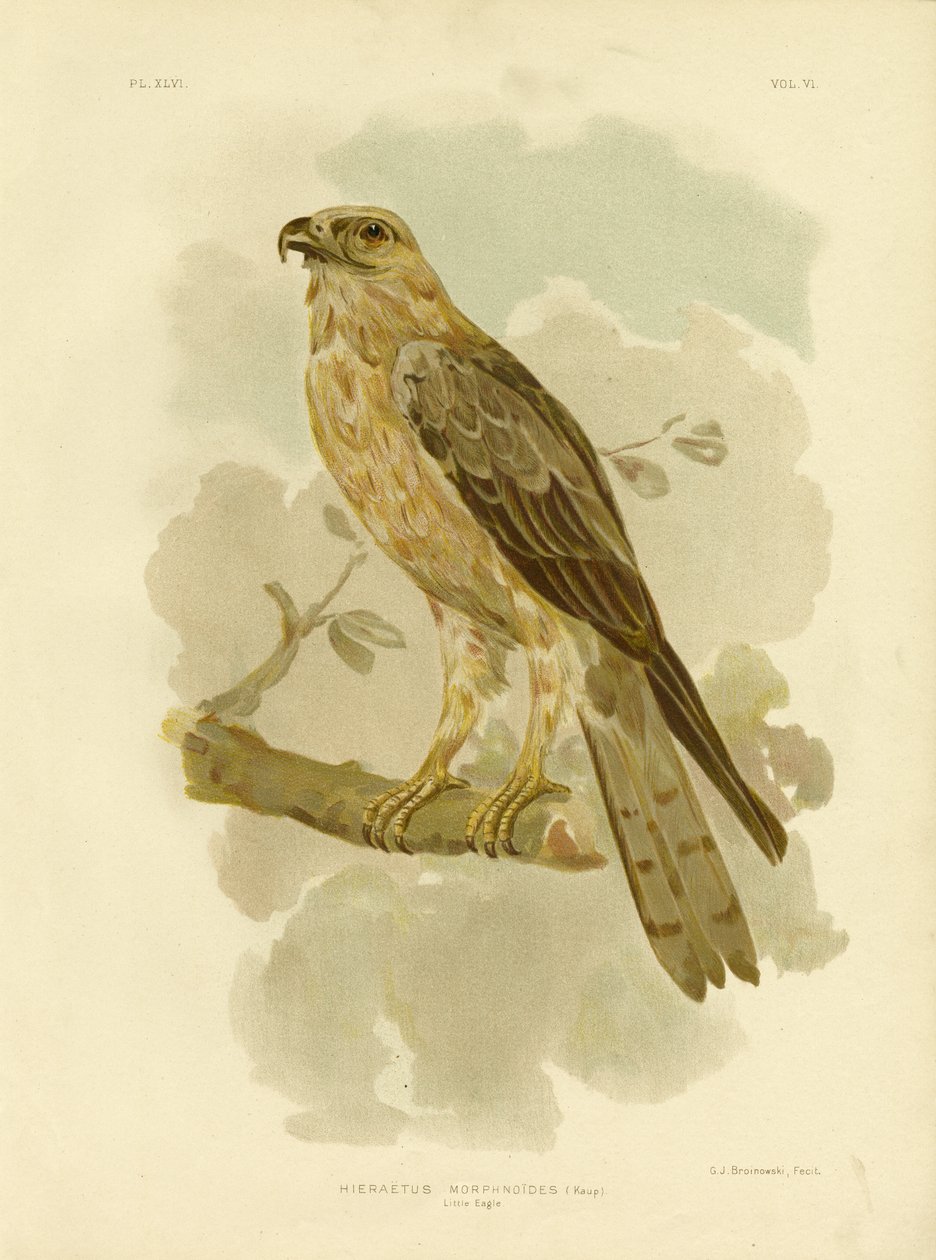 النسر الصغير ، 1891 بواسطة جراسيوس بروينوفسكي