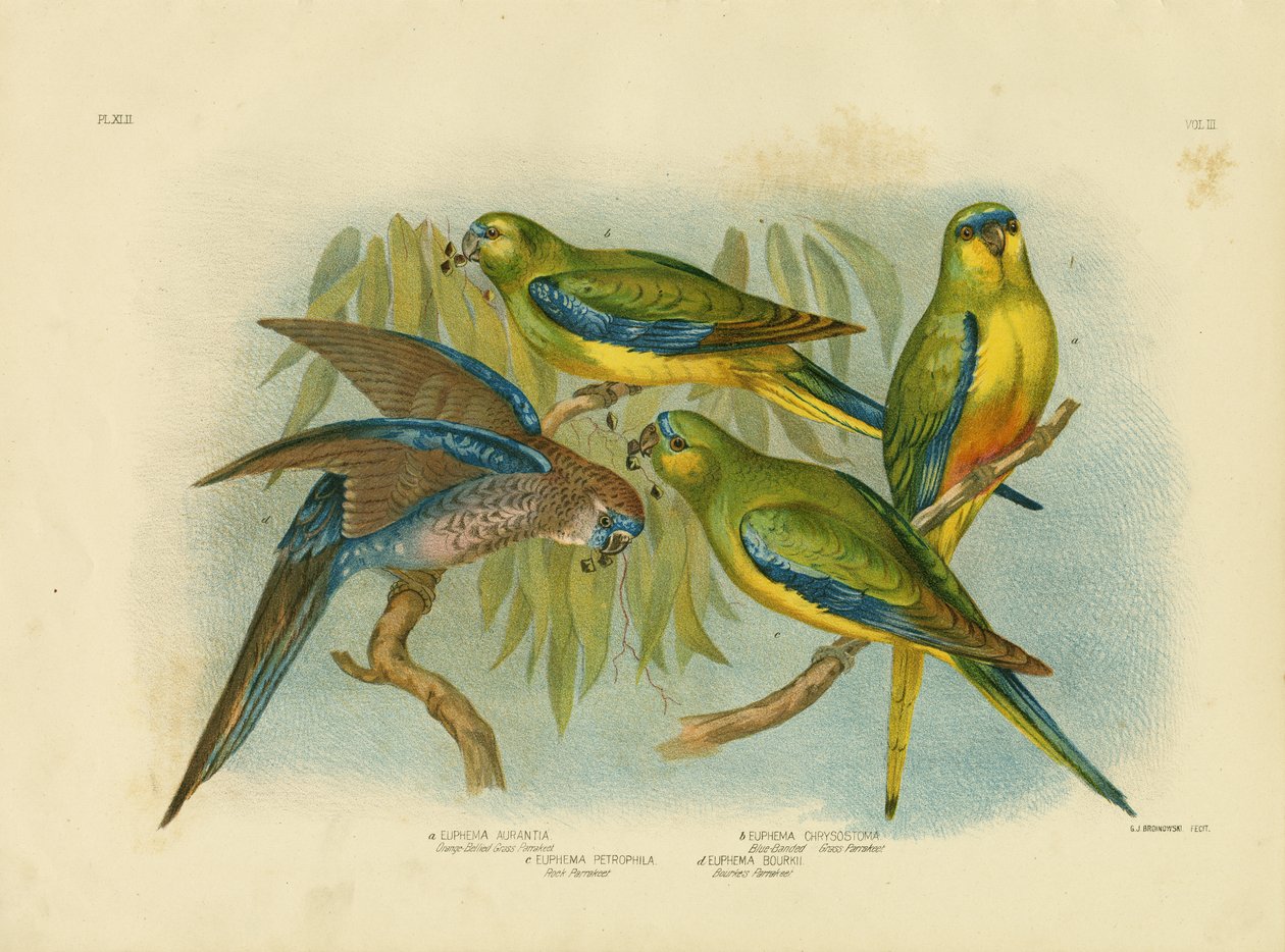 Orange-Bellied Grass-Parakeet ، 1891 بواسطة جراسيوس بروينوفسكي