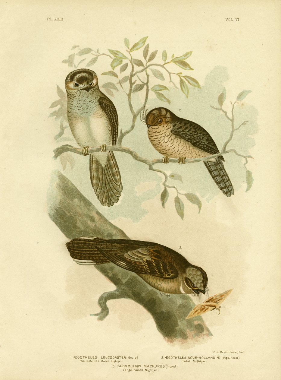 White-Bellied Owlet Nightjar أو Moth Owl ، 1891 بواسطة جراسيوس بروينوفسكي