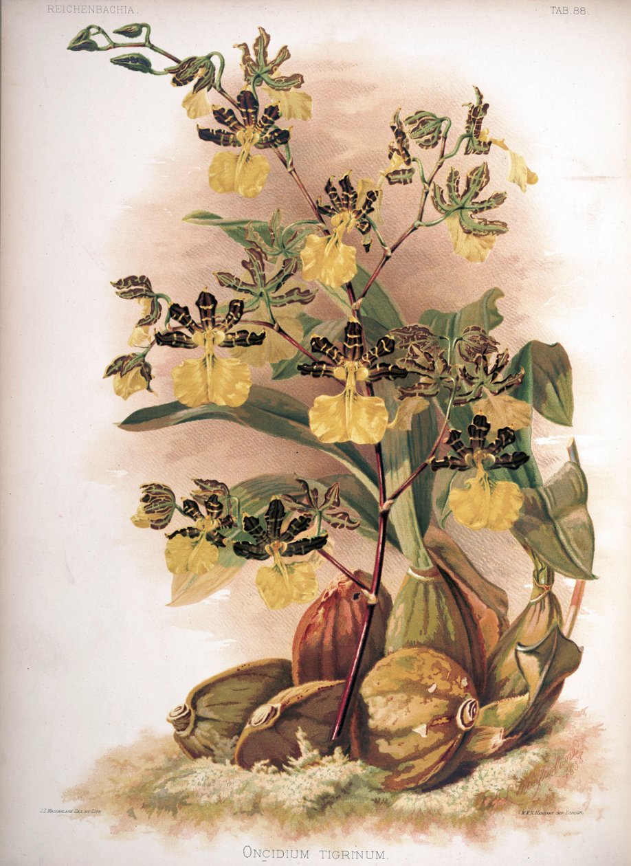 Oncidium tigrinum بواسطة ح. السودان وشركاه