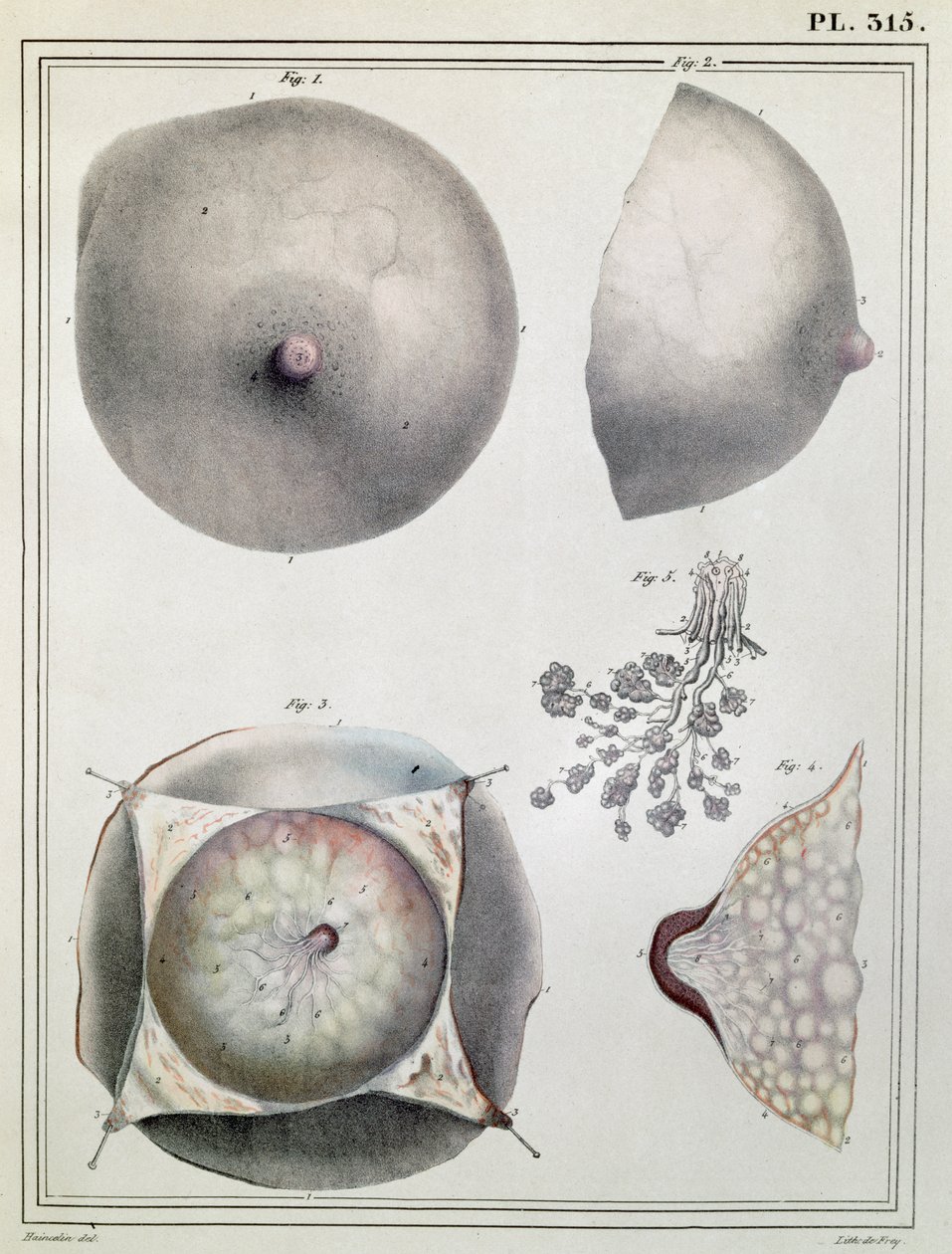 تشريح الثدي ، من "Manuel d&39;Anatomie descriptive du Corps Humain" بقلم جول كلوكيه (1790-1883) منقوش بواسطة G. de Frey ، 1825 بواسطة Haincelin