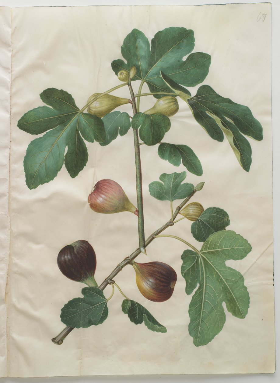 Ficus carica بواسطة هانز سيمون هولتزبيكر