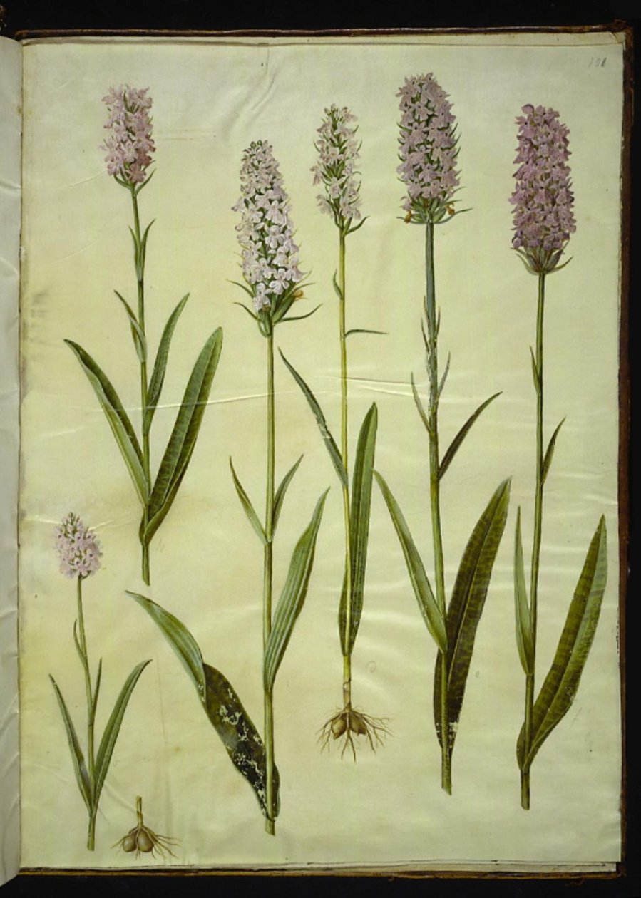 Dactylorhiza maculata (عشبة الوقواق المبقعة) بواسطة هانز سيمون هولتزبيكر