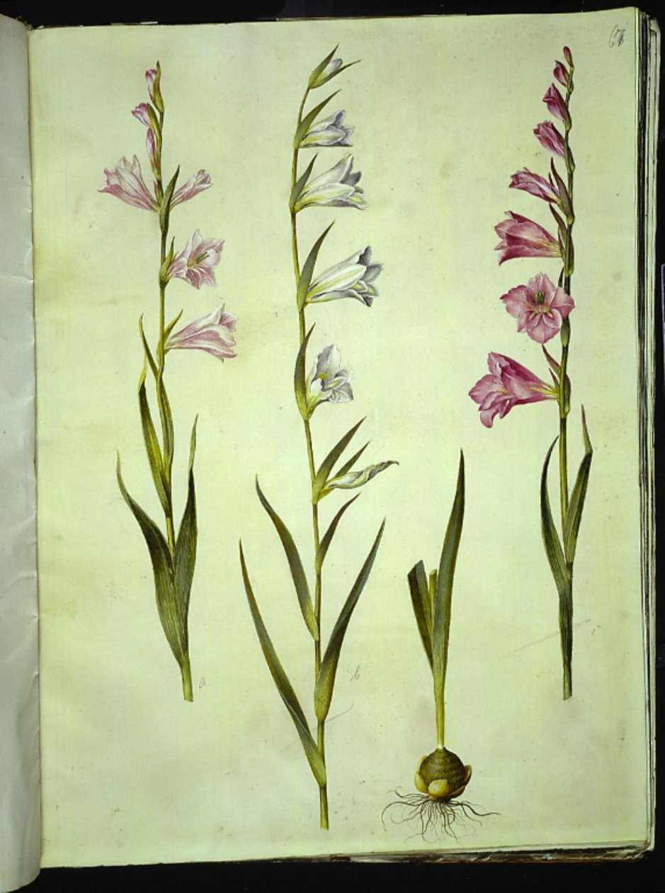 Gladiolus communis (الزنبق المشترك) بواسطة هانز سيمون هولتزبيكر