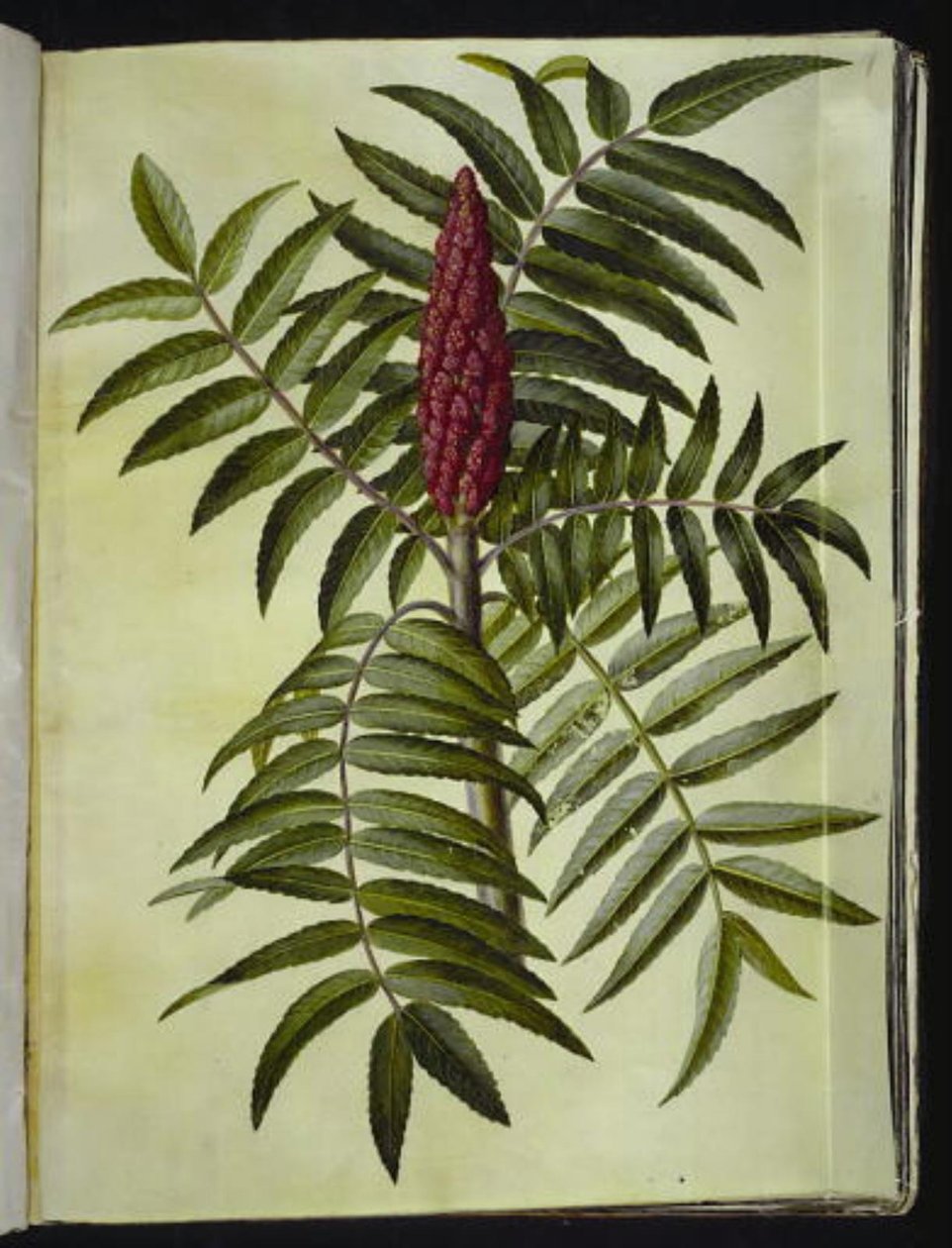 Rhus typhina (شجرة الأيل) بواسطة هانز سيمون هولتزبيكر