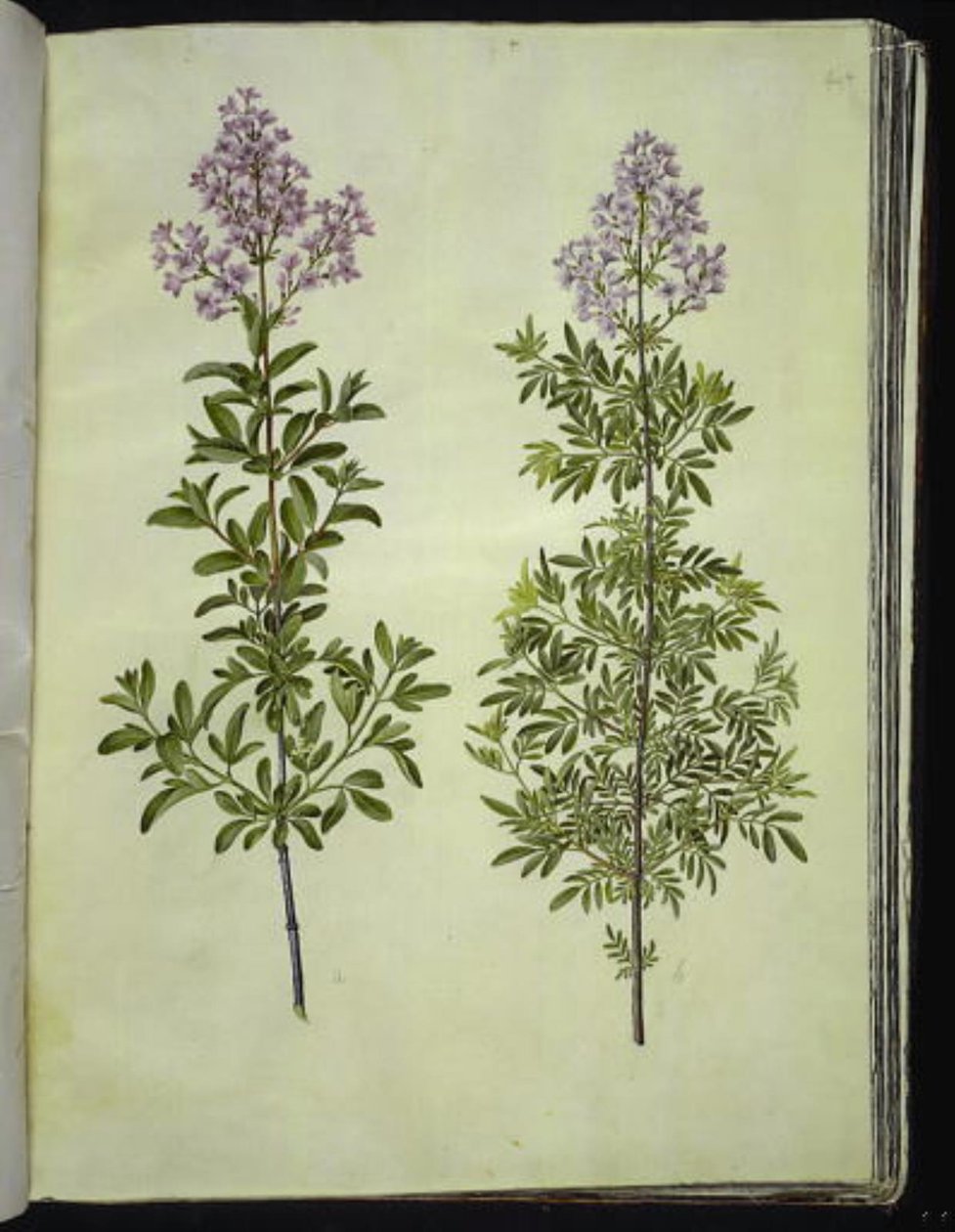 Syringa × laciniata (حميض مفصص) بواسطة هانز سيمون هولتزبيكر