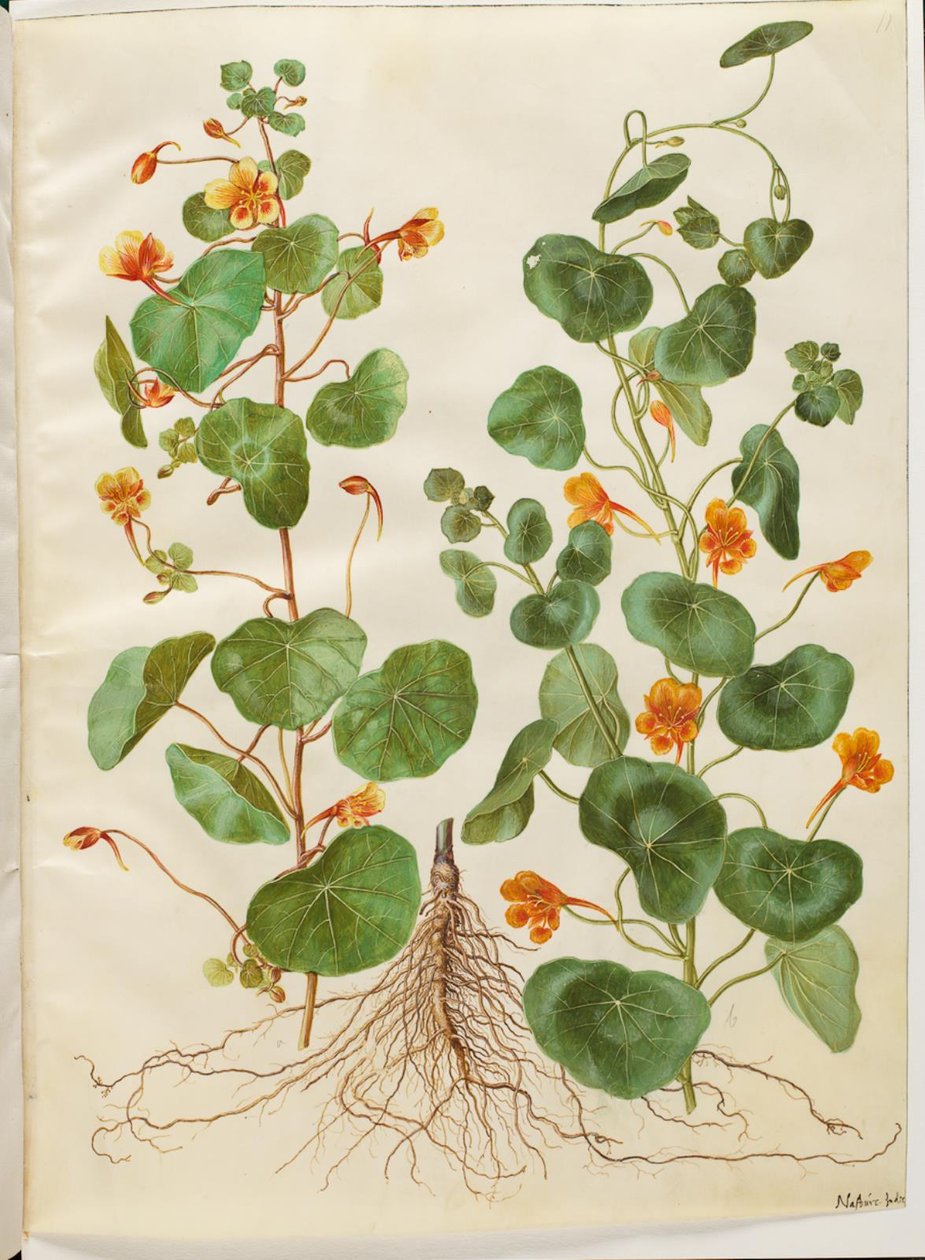 Tropaeolum ناقص (زهرة الرشاد الصغيرة) بواسطة هانز سيمون هولتزبيكر