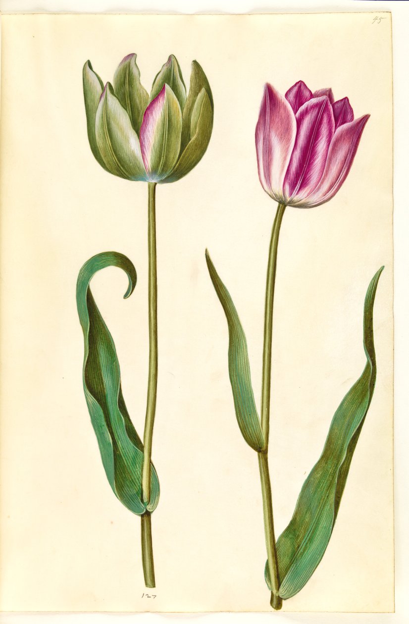 Tulipa gesneriana (have-tulipan) بواسطة هانز سيمون هولتزبيكر
