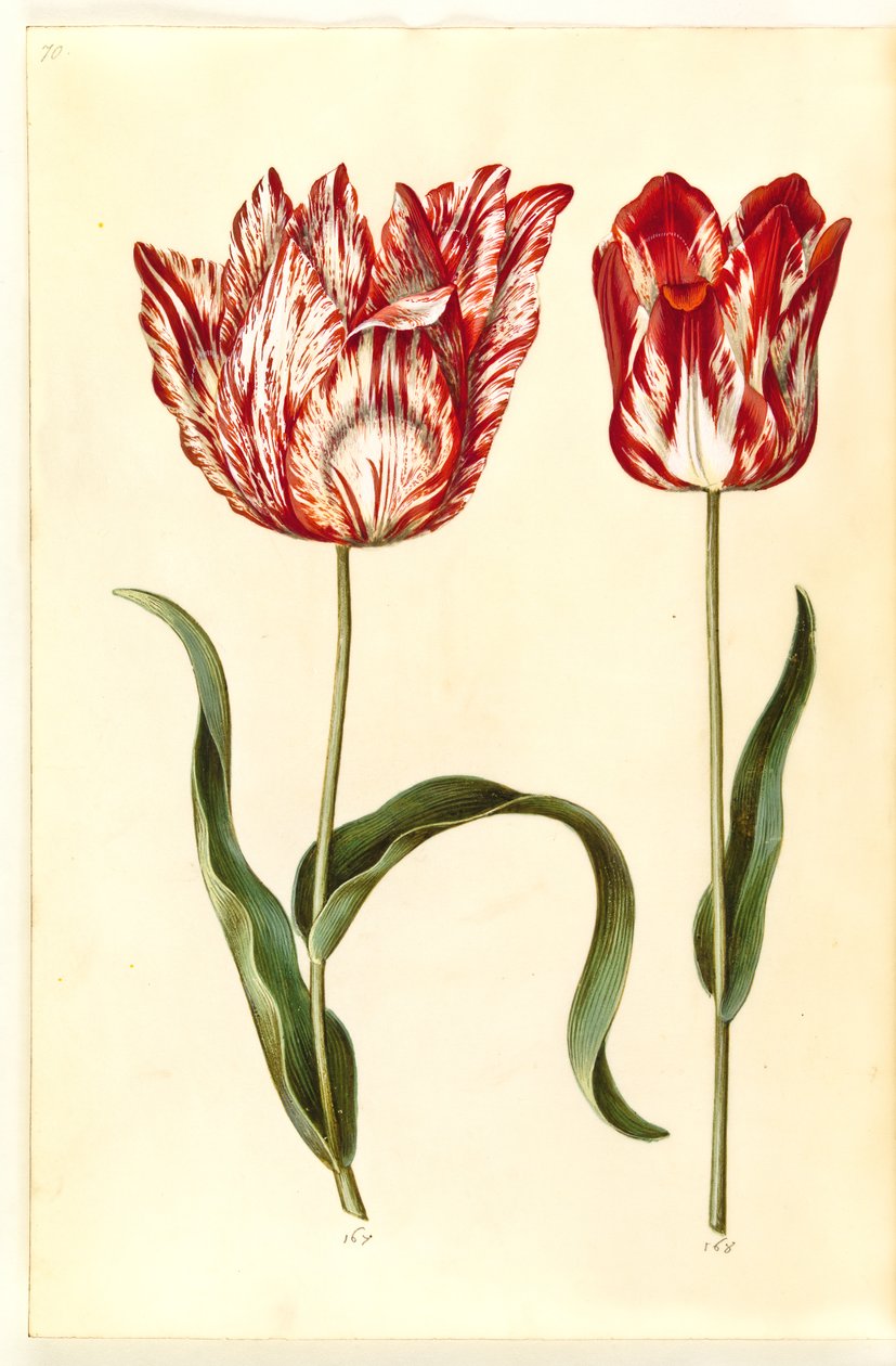 Tulipa gesneriana (have-tulipan) بواسطة هانز سيمون هولتزبيكر