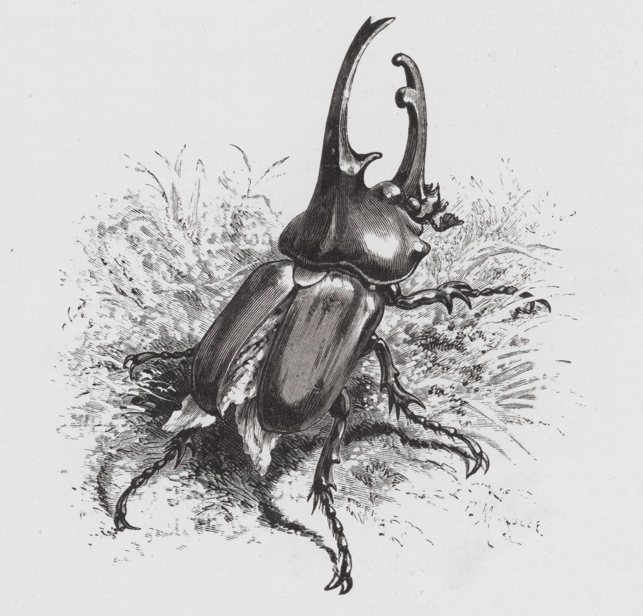 The Insect: Beetle (engraving) بواسطة هيكتور جياكوميلي