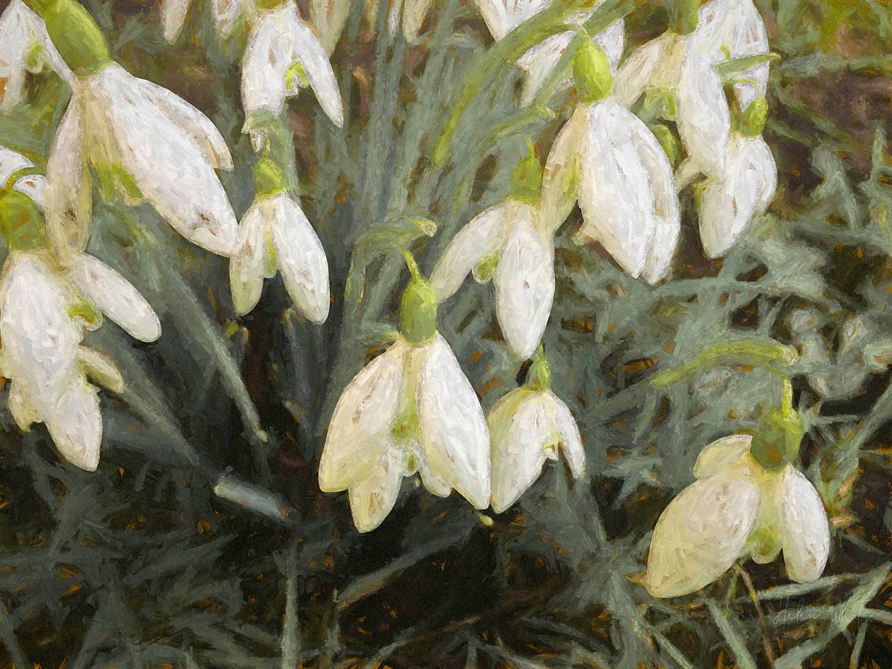 Snowdrops ، 2019 ، بواسطة هيلين وايت